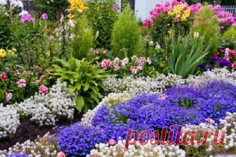 КАКИЕ ЦВЕТЫ МОЖНО СЕЯТЬ ПОД ЗИМУ