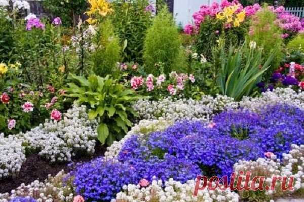 КАКИЕ ЦВЕТЫ МОЖНО СЕЯТЬ ПОД ЗИМУ
