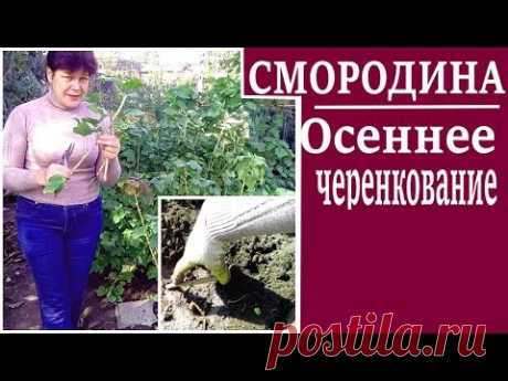 Черная смородина осенью.Размножение  смородины черенками