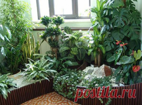 Оранжерея в квартире своими руками