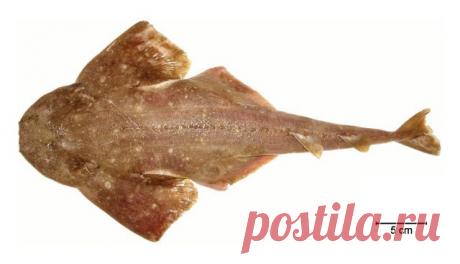 Скрытный морской ангел (Squatina punctata), юго-запад Атлантики (Бразилия, Уругвай и Аргентина).
https://www.iucnredlist.org/details/63150/0