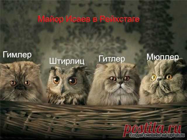 Тег: сова / Интересные изображения и фотографии / InPic