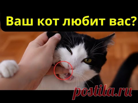 Ваш кот любит вас? 16 тайных признаков, которые показывают, что он ВЛЮБЛЕН в вас! 🐱❤️