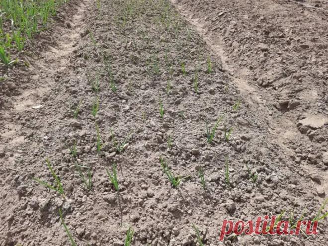 Какой овощ можно сажать на одном месте 10 лет подряд: культура-рекордсмен по выносливости. Огородники знают: большинство культур нельзя выращивать на одном месте долго. Почва истощается, и урожай становится слабым.