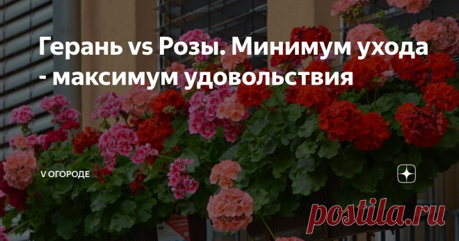 Герань vs Розы. Минимум ухода - максимум удовольствия Всем привет) Сегодня с вами снова я - увлеченная дачница Виктория. И, на этот раз, я хочу вам рассказать про совершеннейшее чудо - розебудную герань. Потому что комнатное цветоводство - это еще одно мое увлечение.

В это лето я обратила внимание на то, что подоконники домов в моем городе уставлены густо и ярко цветущими растениями.