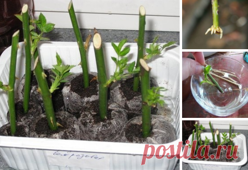 Супер-средство 