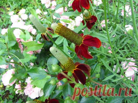 Ратибида - Форум цветоводов Фрау Флора