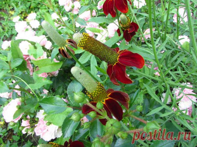 Ратибида - Форум цветоводов Фрау Флора