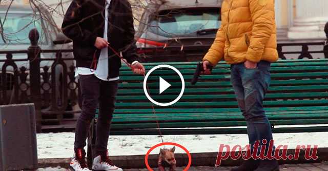 Шокирующий социальный эксперимент: готовы ли люди за деньги убить животное? Группа молодых людей решила провести социальный эксперимент и проверить готовы ли люди за определённую сумму убить невинное животное. Сказать, что результат этого эксперимента ужасает — это ничего не сказать. Единственные в мире существа, которые готовы отдать свою жизнь за человека, были преданы че