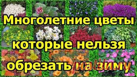 Многолетние цветы, которые НЕЛЬЗЯ обрезать на зиму.