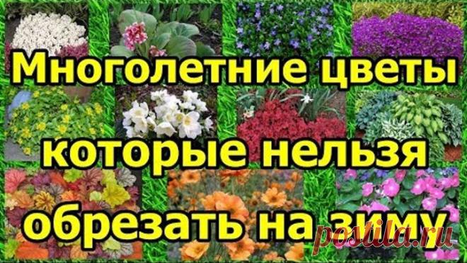 Многолетние цветы, которые НЕЛЬЗЯ обрезать на зиму.