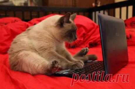 -  Ну вот я и дождался!  Сейчас познакомимся с  какой- нибудь   иностранной  цыпочкой.