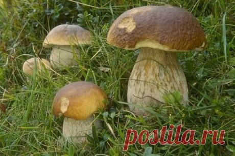 Выращивание белых грибов на усадьбе - 4 Мая 2014 - Наша планета.Новости экологии