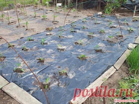 Огород под черной пленкой Ваш участок – целина, которого 20 лет не касались лопата и грабли, а времени привести его в порядок мало? Тогда этот способ придуман для вас. Как быстро и без особых хлопот устроить огород? На вопрос подробно отвечает наша читательница.