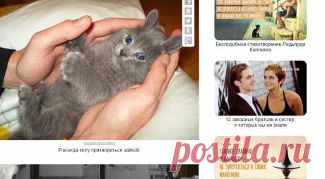 18 доказательств того, что коты — многогранные личности