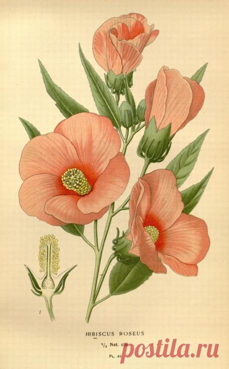 Найдено на сайте biodiversitylibrary.org.