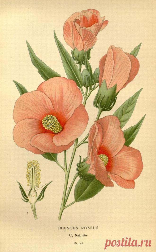 Найдено на сайте biodiversitylibrary.org.