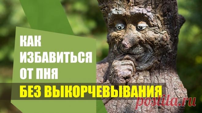 Как избавиться от пня на участке без выкорчевывания 

Абсолютно экологически чистый метод с использованием микробиологических препаратов 

Подпишитесь на наш Ютуб-канал, чтобы не пропустить новые видео 

#ОгородБезОшибок #стимикс #пни