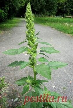 Щирица запрокинутая — Amaranthus retroflexus L.