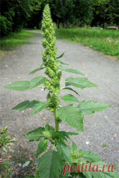 Щирица запрокинутая — Amaranthus retroflexus L.
