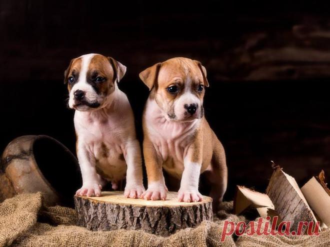 "Арктик Глоу Сэм Хатчинсон" и "Арктик Глоу Стив Морисон"
о.Bakaroro end Itubori Volya
m.Victory Way Dearly Beloved