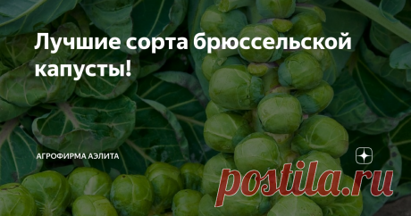 Лучшие сорта брюссельской капусты! Выращиваете ли Вы брюссельскую капусту? В пищу употребляют кочанчики, 	образующиеся из боковых почек в пазухах листьев. По биологической ценности капуста брюссельская превосходит все другие разновидности! 👍🏻👍🏻👍🏻
Капуста брюссельская Розелла –
Капуста брюссельская Виноградная гроздь
Капуста брюссельская Геркулес –