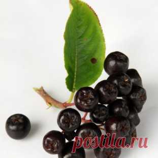 Aroonia − imerelv vananemise vastu