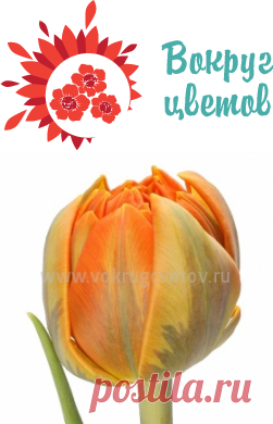 интернет магазин цветов отличного качества с бесплатной доставкой по Москве и области