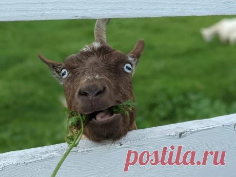 15 раз Мать-природу ловили со спущенными штанами