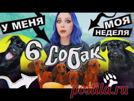 6 СОБАК - это НОРМА!? / VLOG: жиза, друзья и хрючево!