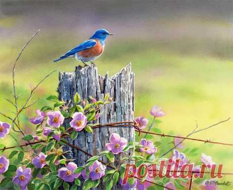 Пенье птиц так завораживает душу... Художница Сьюзен Бордет (Susan Bourdet).