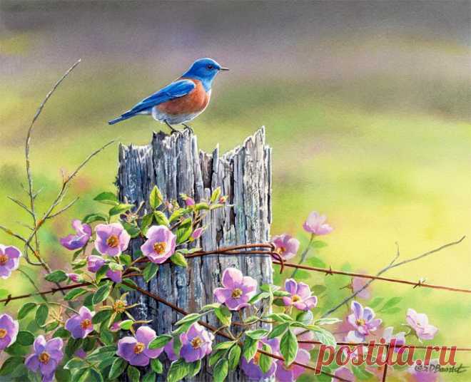 Пенье птиц так завораживает душу... Художница Сьюзен Бордет (Susan Bourdet).