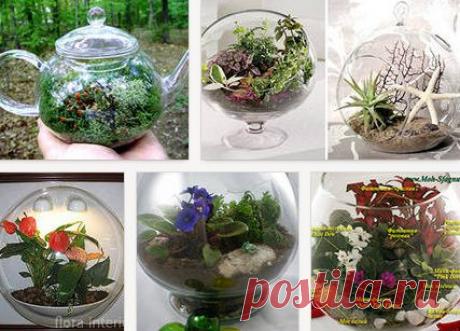 Флорариум,как сделать,ухаживать