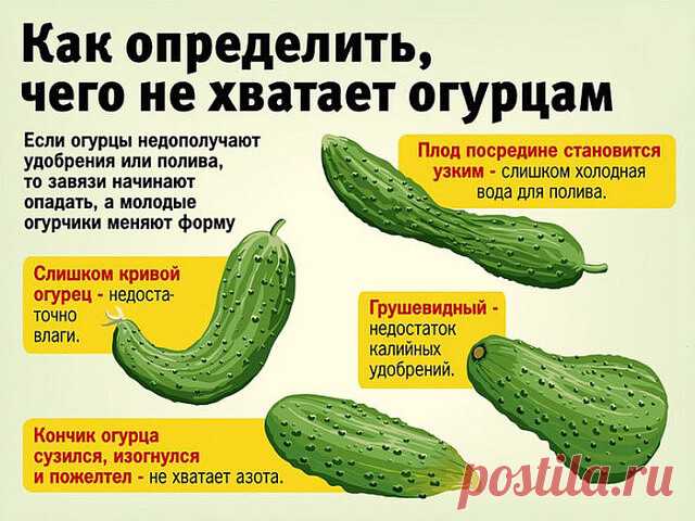 Сажаю огурцы по методу белорусской тётушки
Прошлой весной мы ездили к родственникам в Белоруссию и привезли оттуда способ посадки огурцов в грунт, которым пользуется моя тетя, Вера Кирилловна, уже не один десяток лет. Для посадки она готовит следующие компоненты: перегной, древесную золу, кипяток и собственно семена. Инструмент, применяемый в этой операции, всем известен — это лопата.
Копает небольшую грядку длиной 2 м и шириной 60–70 см. В ней делает лунки в шахматном пор...
