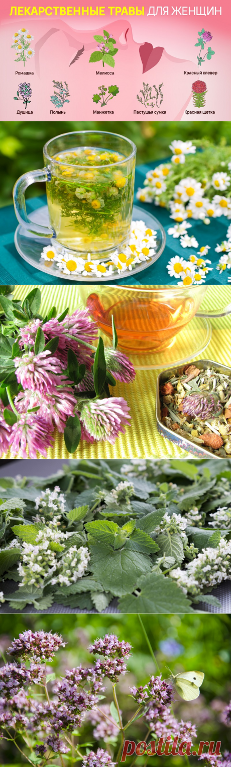 Ромашка манжетка душица клевер пастушья сумка