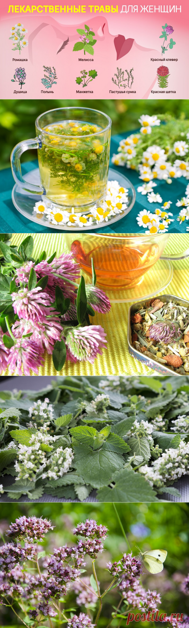 Ромашка манжетка душица клевер пастушья сумка