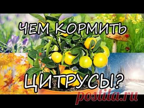Чем кормить домашний лимон и мандарин в разное время года