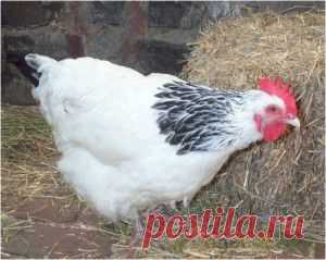 Куриный помет, как удобрение для почвы | Дача - впрок