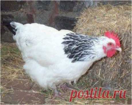 Куриный помет, как удобрение для почвы | Дача - впрок