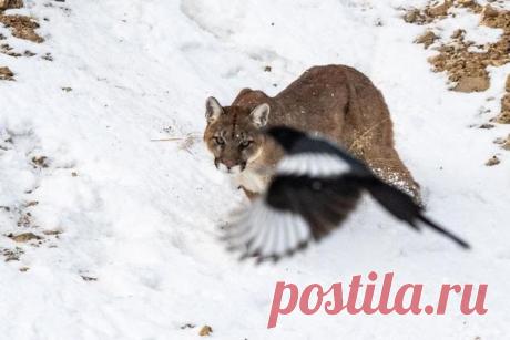 15 фото о том, что животные тоже попадают в неловкие ситуации