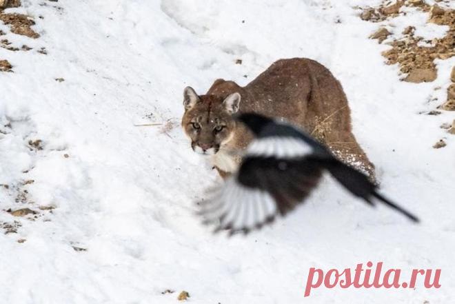 15 фото о том, что животные тоже попадают в неловкие ситуации