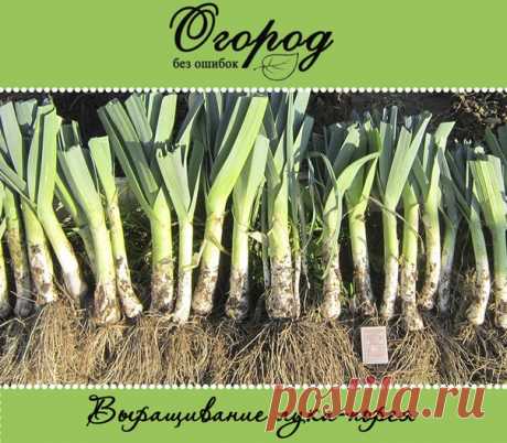 Как вырастить лук-порей на своей грядке 

Выращивание лука-порея становится все популярнее среди любителей дачной жизни. Предлагаем сегодня узнать о том, как вырастить лук-порей и как за ним ухаживать от посева до уборки. 

Лук-порей, или лук жемчужный – древнейшая культура, распространенная во всем мире, однако в России он появился только в прошлом веке. В настоящее время порей занимает третье место по популярности среди луковых после чеснока и лука репчатого. 

Выращиван...