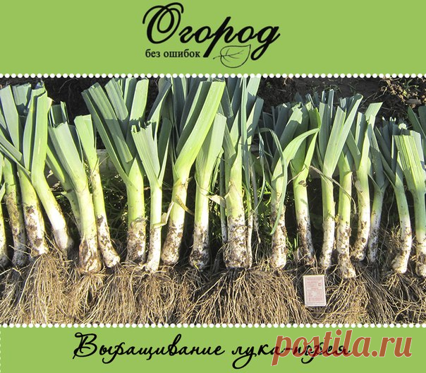 Как вырастить лук-порей на своей грядке 

Выращивание лука-порея становится все популярнее среди любителей дачной жизни. Предлагаем сегодня узнать о том, как вырастить лук-порей и как за ним ухаживать от посева до уборки. 

Лук-порей, или лук жемчужный – древнейшая культура, распространенная во всем мире, однако в России он появился только в прошлом веке. В настоящее время порей занимает третье место по популярности среди луковых после чеснока и лука репчатого. 

Выращиван...