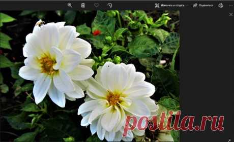 Приложение Фотографии Windows 10 - Помощь пенсионерам