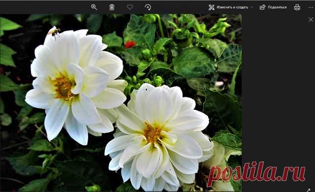 Приложение Фотографии Windows 10 - Помощь пенсионерам
