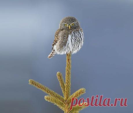 25 самых удивительных фотографий сов | ТАЙНЫ ПЛАНЕТЫ ЗЕМЛЯ