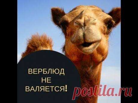 Верблюд не валяется?!