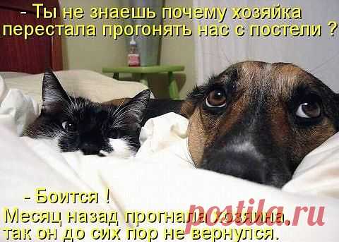 МЕСТНАЯ БАНДА...