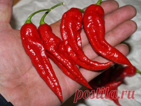 Как правильно выращивать жгучие перцы,чтобы было много и остро!