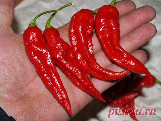 Как правильно выращивать жгучие перцы,чтобы было много и остро!